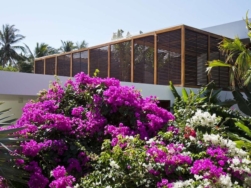 cây trồng sân vườn lấy bóng mát