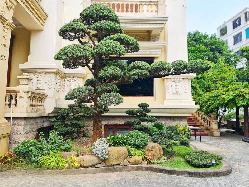 Trồng cây bóng mát