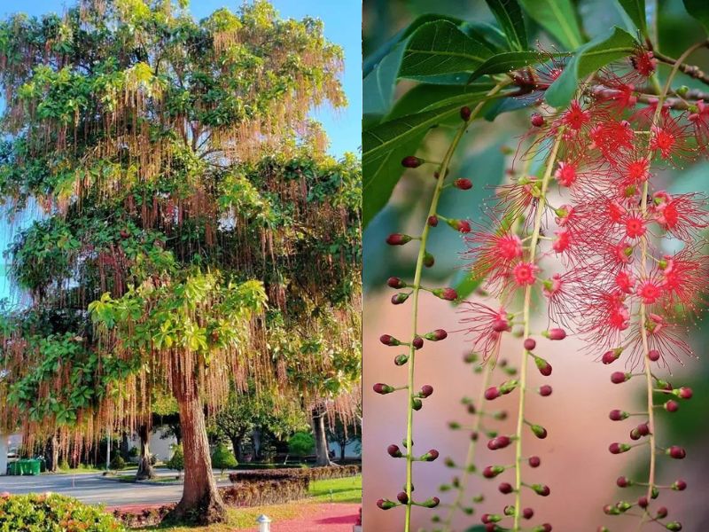 các cây bóng mát