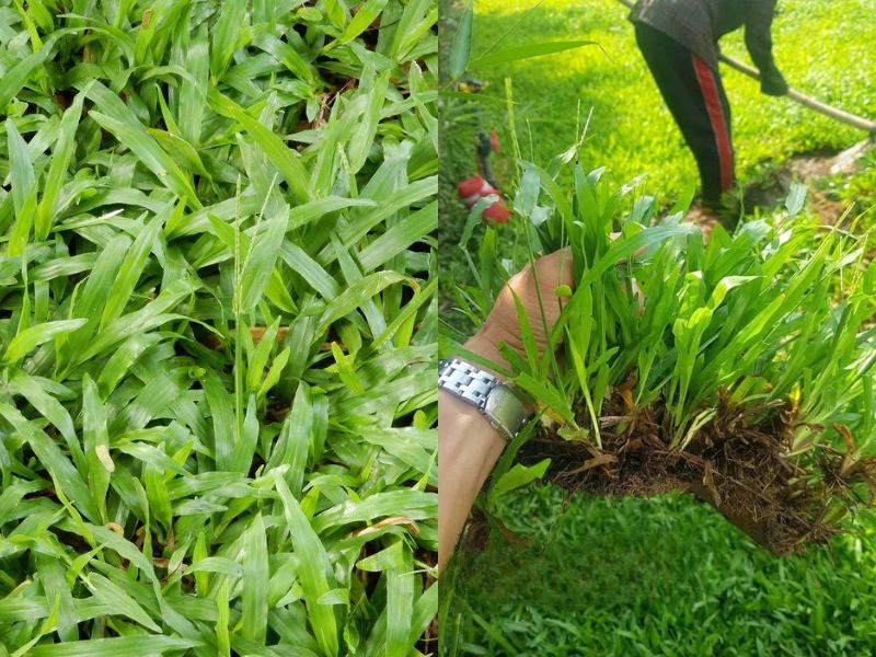 cỏ cảnh sân vườn