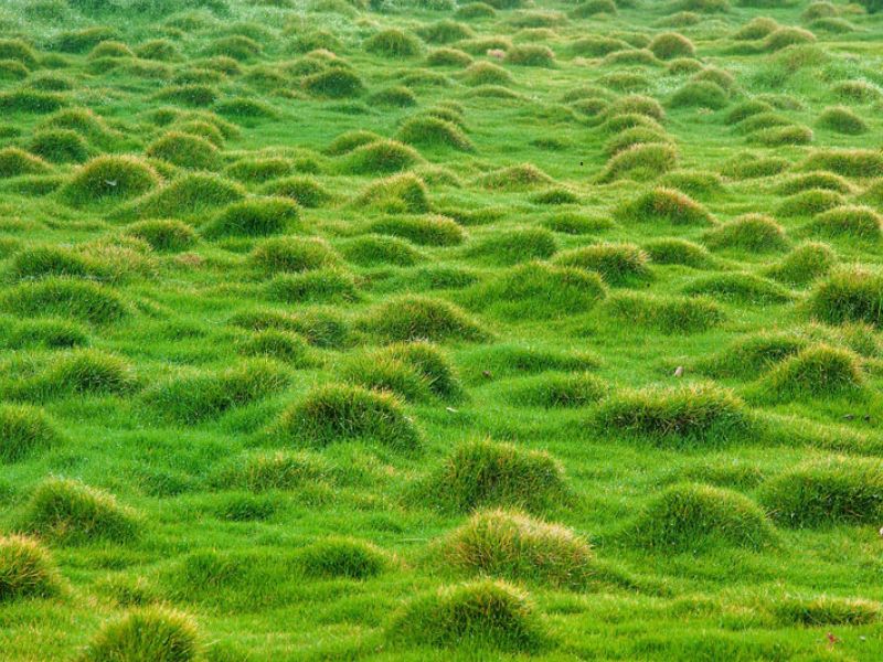 cỏ cảnh sân vườn