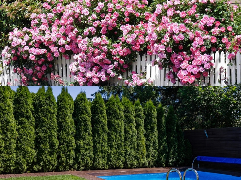 hàng rào bằng cây xanh đẹp