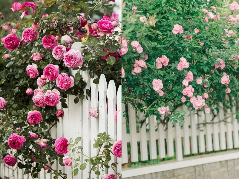 hàng rào bằng cây