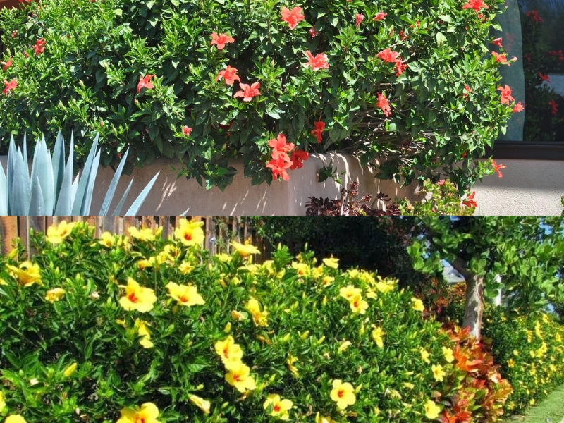 hàng rào bằng cây