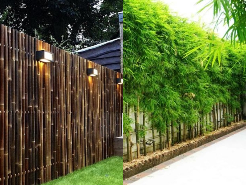 hàng rào bằng trúc