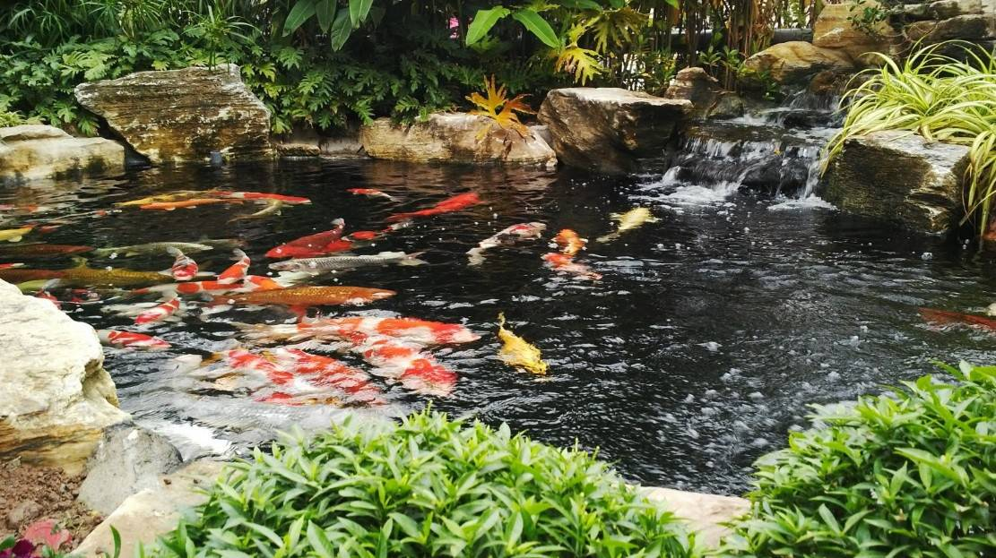thiết kế bể cá koi ngoài trời