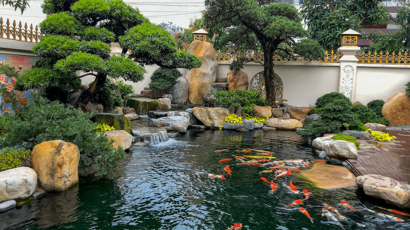 thiết kế bể cá koi ngoài trời