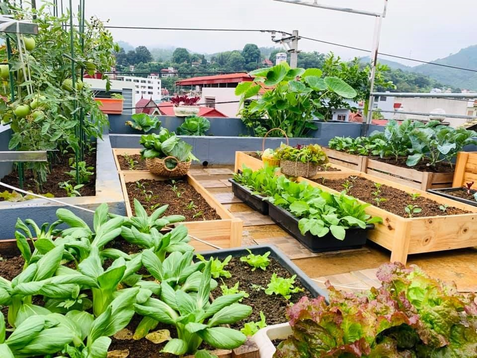 Vườn Trên Sân Thượng
